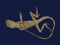 藏品(斯文豪氏攀蜥)的圖片